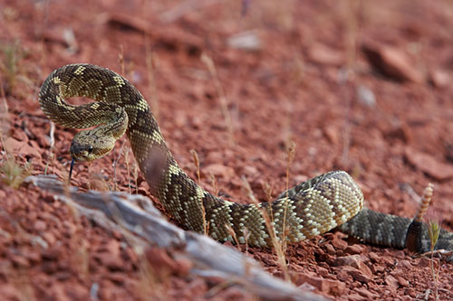 Ron Bigelow Photography - Mojave Green