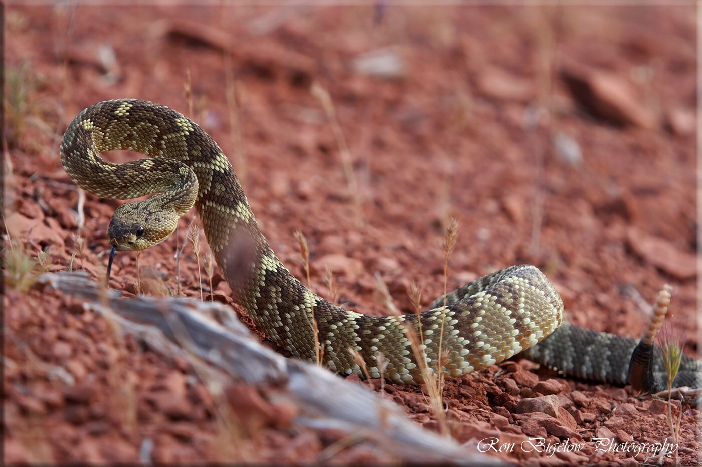 Ron Bigelow Photography - Mojave Green