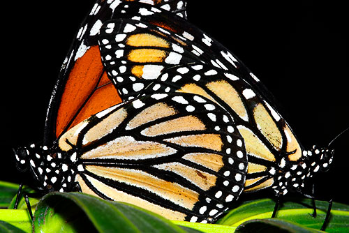 Ron Bigelow Photography - Butterfly Pair