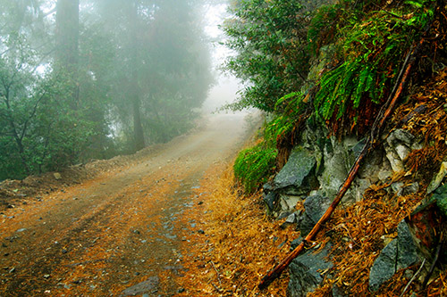 Ron Bigelow Photography - Sugarpine