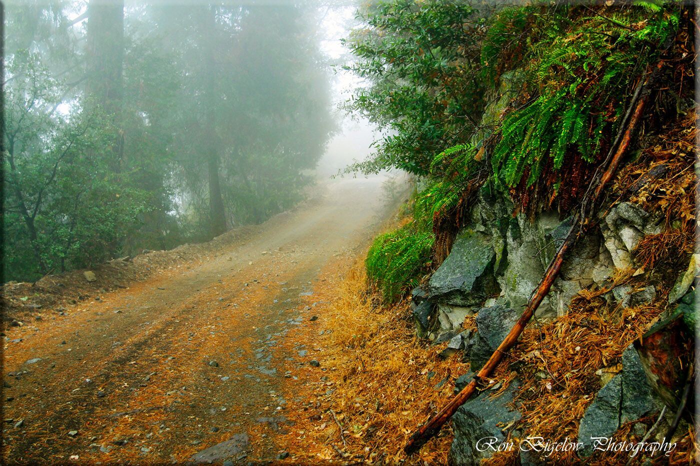 Ron Bigelow Photography - Sugarpine