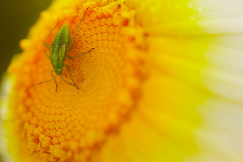 Ron Bigelow Photography - Sunflower Bug