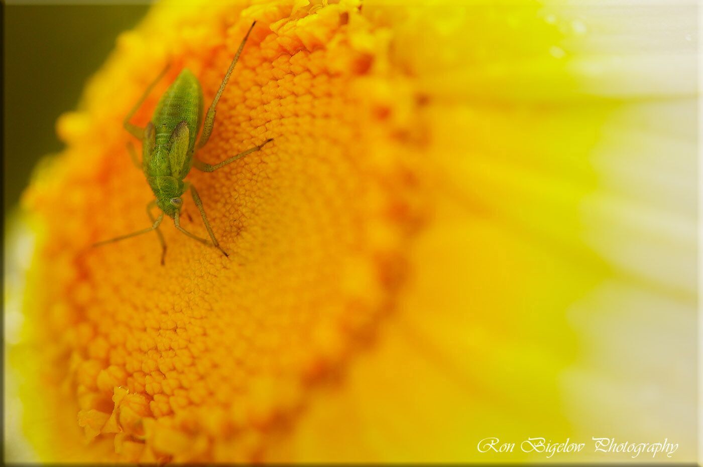 Ron Bigelow Photography - Sunflower Bug