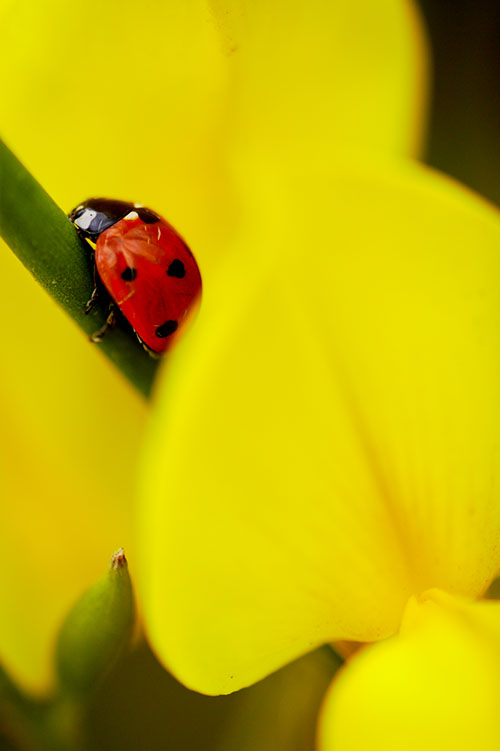 Ron Bigelow Photography - Ladybug at Rest