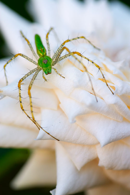 Ron Bigelow Photography - Spider on Rose