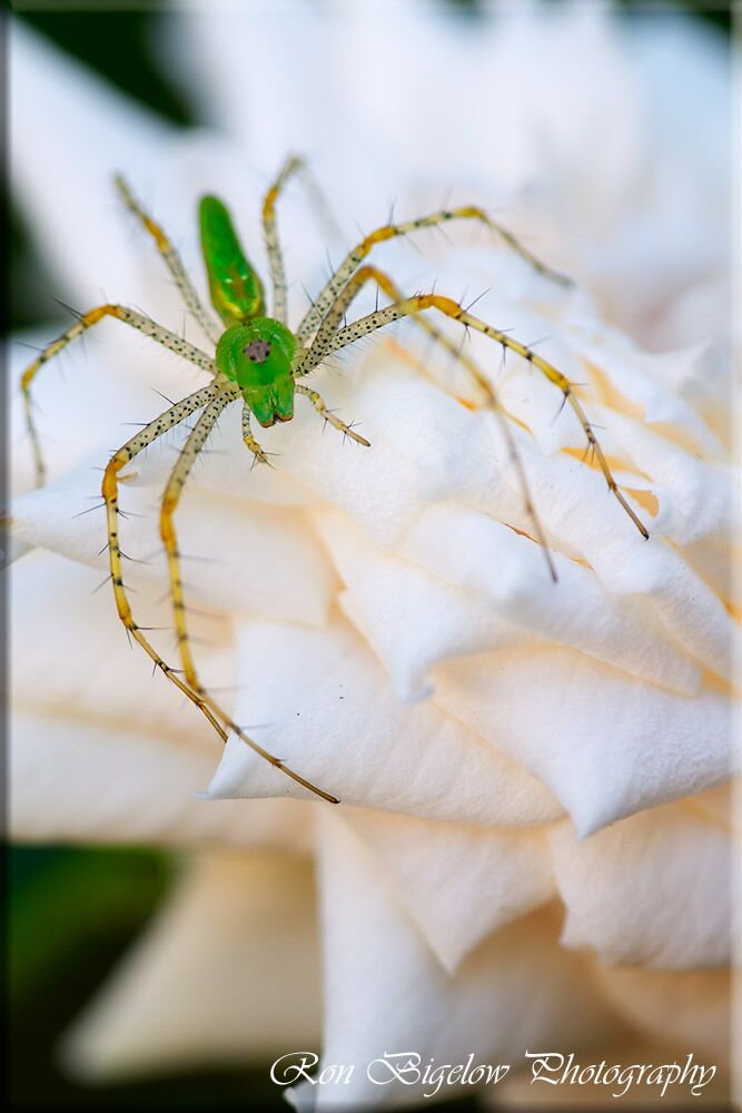 Ron Bigelow Photography - Spider on Rose