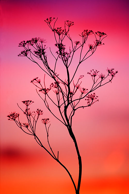 Ron Bigelow Photography - Bush at Sunset