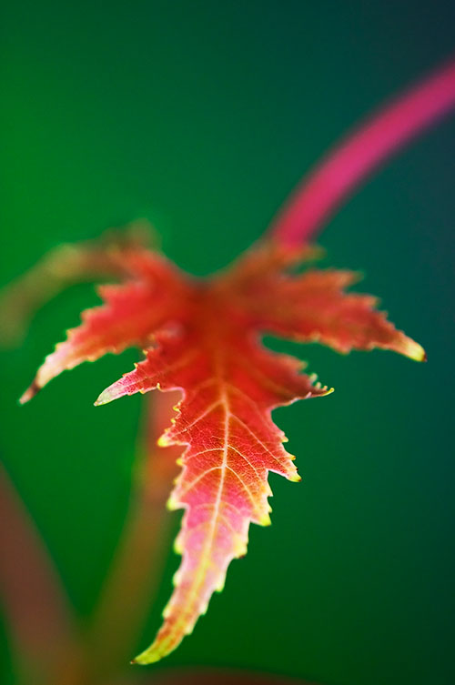 Ron Bigelow Photography - Fall Leaf