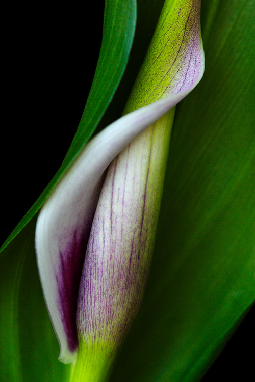 Ron Bigelow Photography - Lily