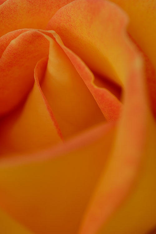 Ron Bigelow Photography - Rose