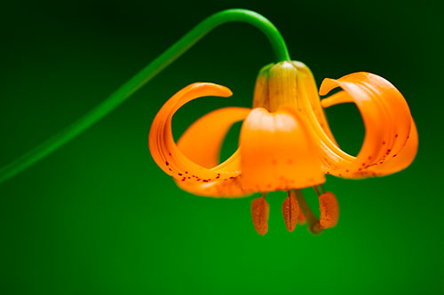 Ron Bigelow Photography - Tiger Lily