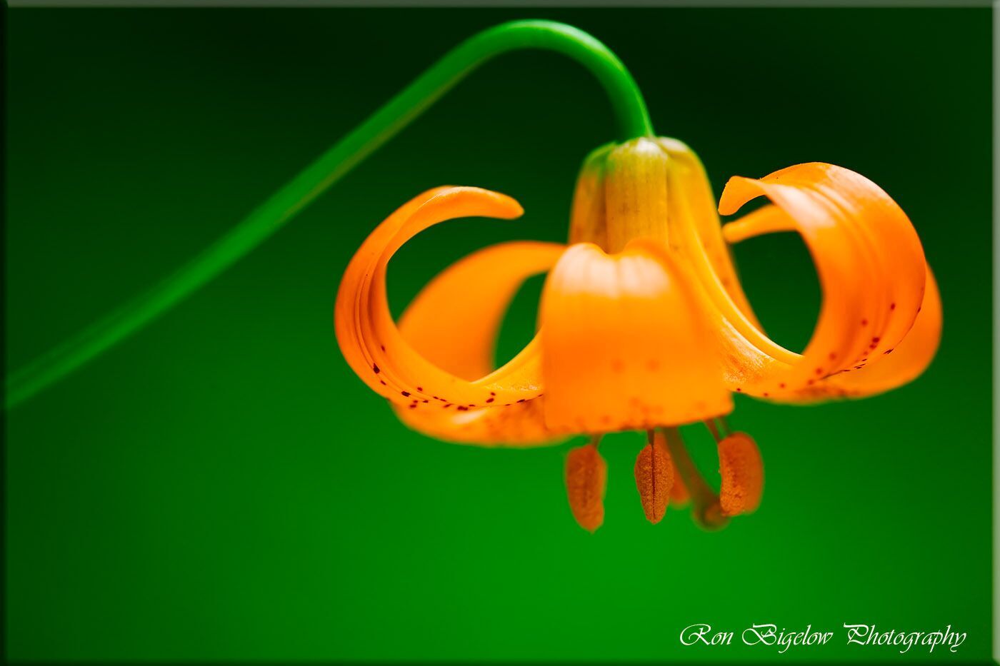 Ron Bigelow Photography - Tiger Lily