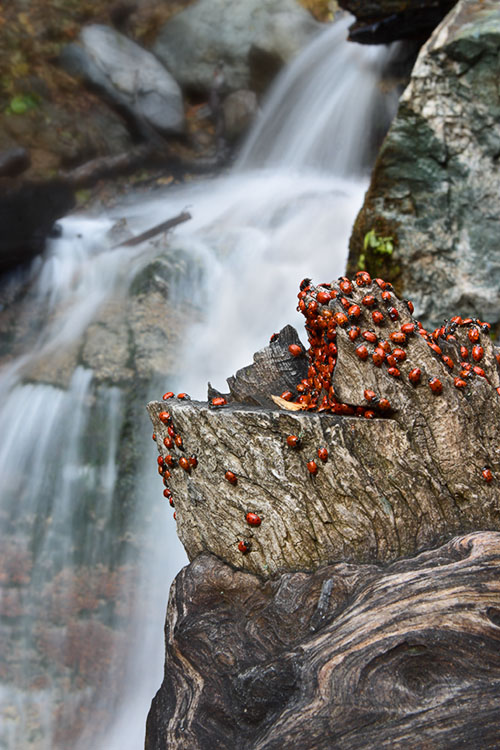 Ron Bigelow Photography - Lady Bugs and Waterfall