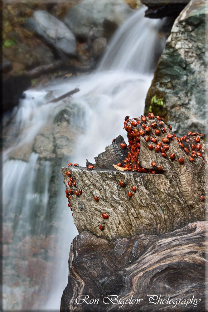 Ron Bigelow Photography - Lady Bugs and Waterfall